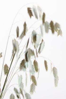 Picture of DRIED GRASS_NATURAL