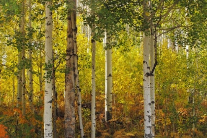 Picture of FALL ASPENS