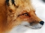 Picture of RED FOX