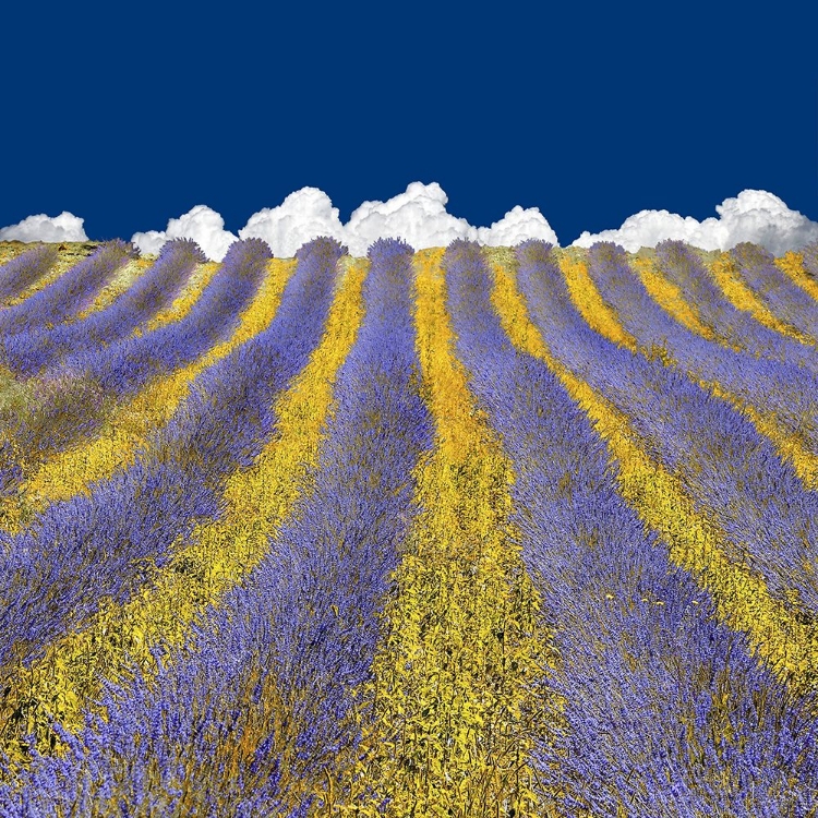 Picture of LAVENDER HEAVEN