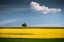 Picture of THE TREE AND THE CLOUD