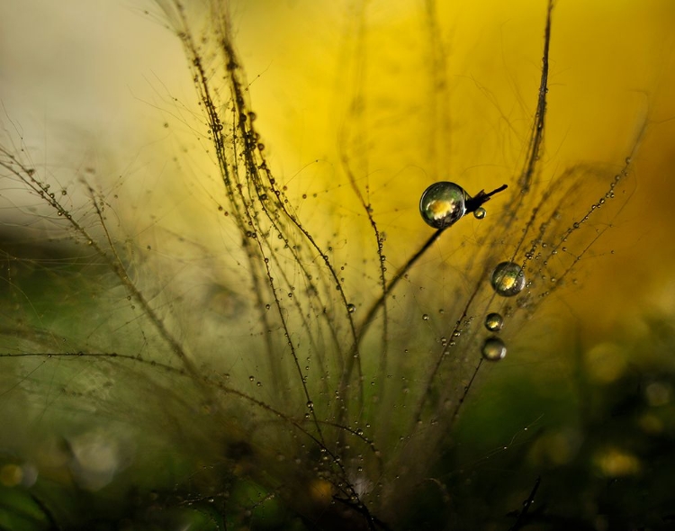 Picture of A GOLDEN MORNING SHOWER