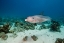 Picture of BOTTLENOSE DOLPHIN