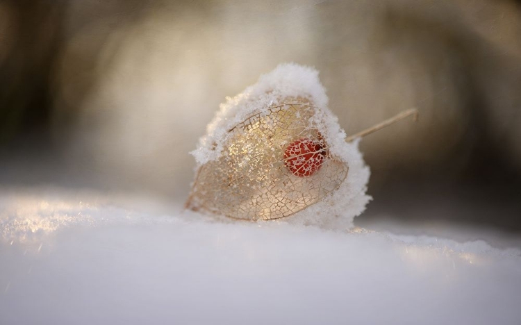 Picture of PHYSALIS IN SNOW