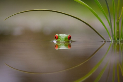 Picture of BEAUTY OF REFLECTION