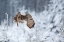 Picture of EURASIAN EAGLE-OWL