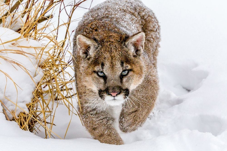 Picture of SNEAKY COUGAR