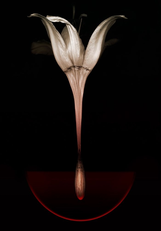 Picture of FLOATING LILY