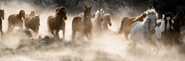 Picture of KICKING UP DUST