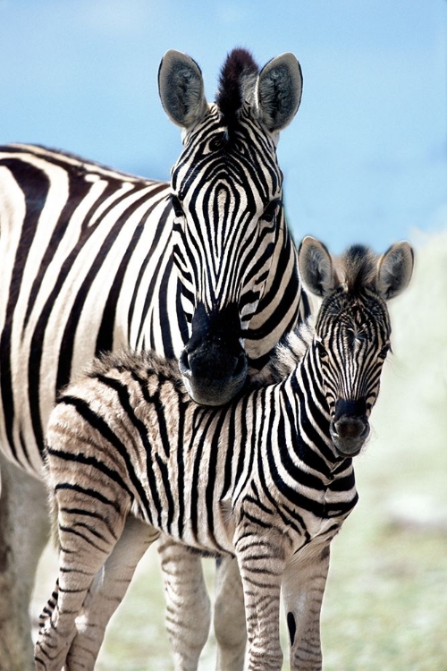 Picture of FAMILY OF NAMIBIA