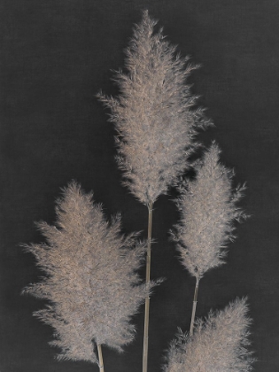 Picture of MIDNIGHT PAMPAS GRASS I 