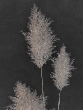 Picture of MIDNIGHT PAMPAS GRASS II 