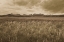 Picture of SAWTOOTH MOUNTAINS IDAHO II DARK