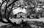 Picture of AN OLD WOODEN CABIN IN TEXAS