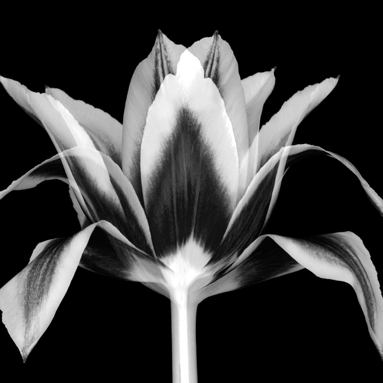 Picture of ELEGANT TULIP