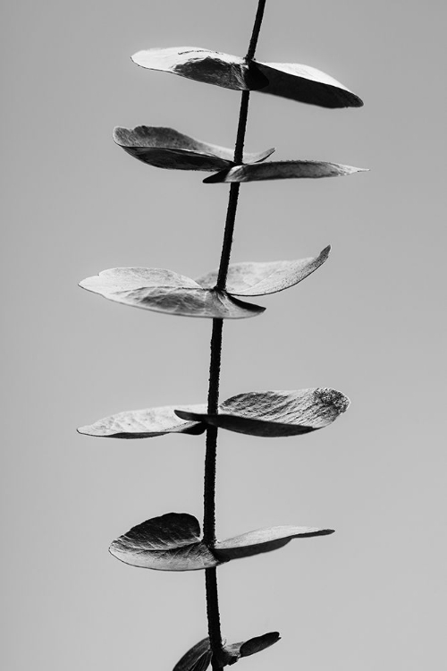 Picture of EUCALYPTUS BLACK A WHITE