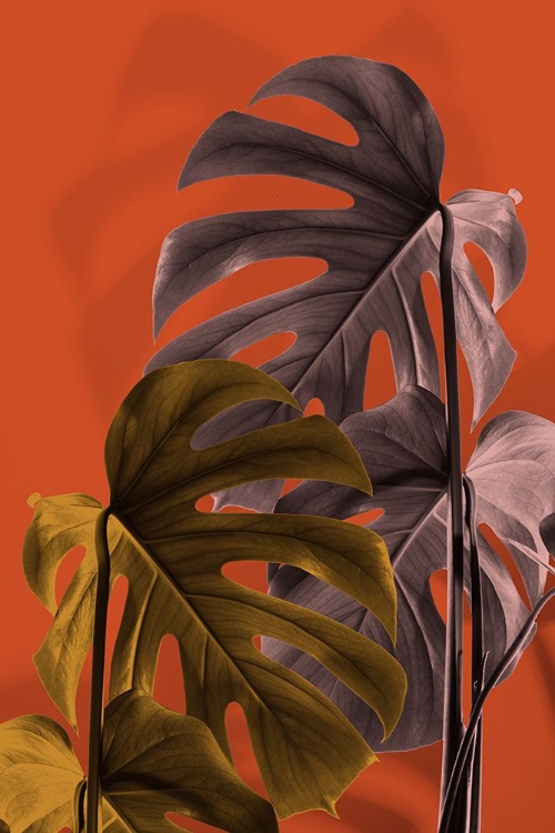 Picture of MONSTERA ORANGE 02