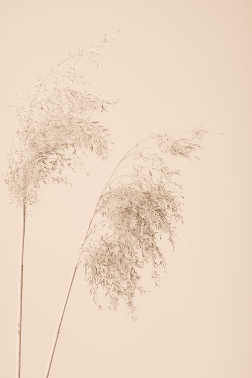 Picture of REED GRASS BEIGE 08