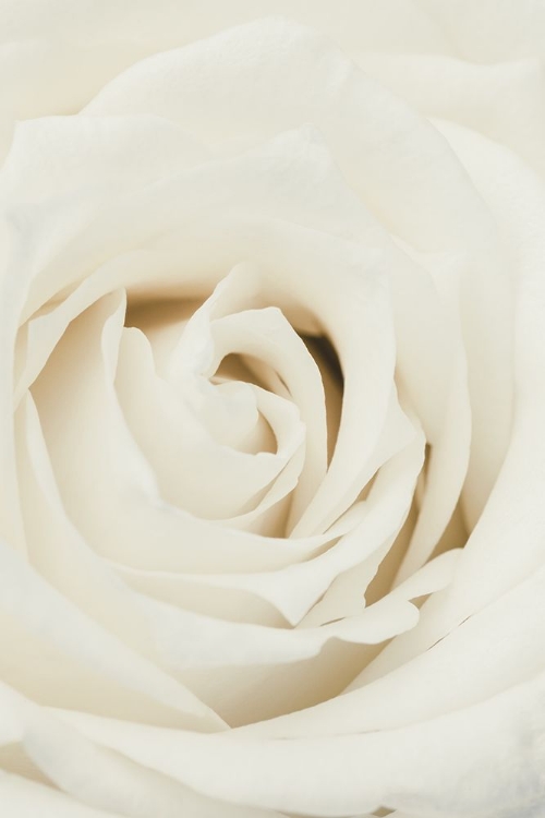 Picture of WHITE ROSE