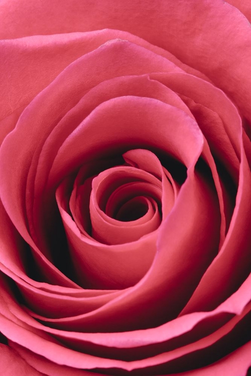 Picture of RED ROSE