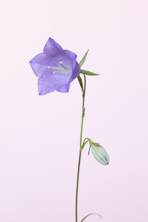 Picture of BLUEBELL_PINK BACKGROUND