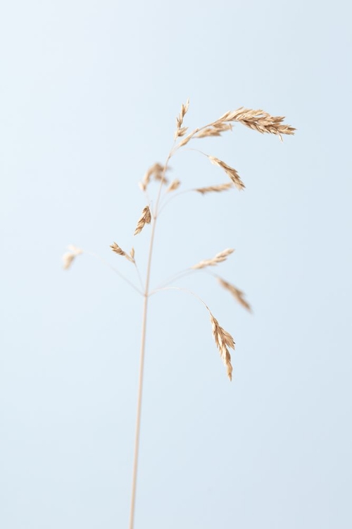 Picture of DRIED SINGLE GRASS STRAW_2