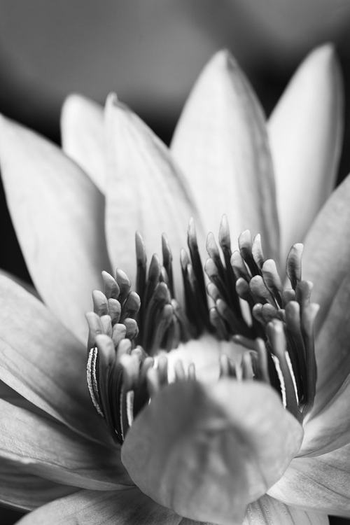 Picture of FLOWER-CLOSE UP