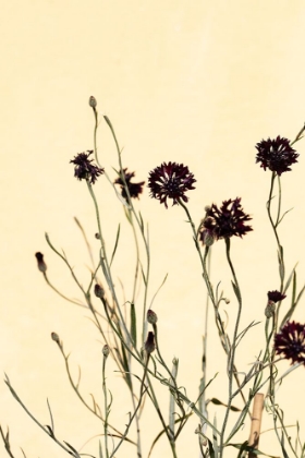 Picture of WITHERED FLOWERS