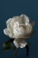 Picture of PEONY_4