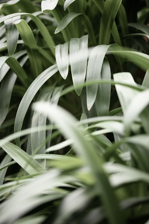 Picture of GREEN LEAVES