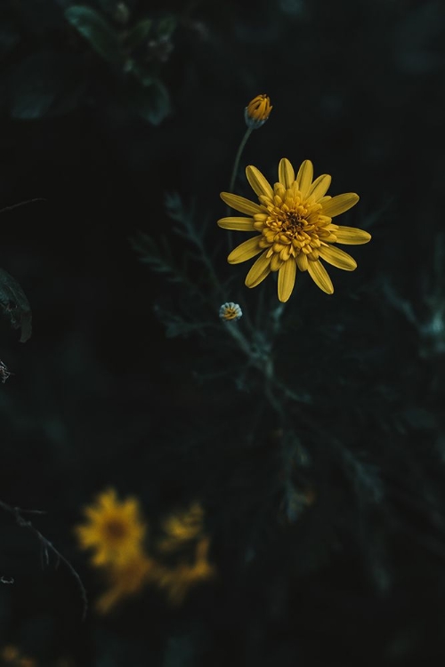 Picture of YELLOW FLOWER