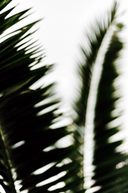 Picture of PALM BRANCHES