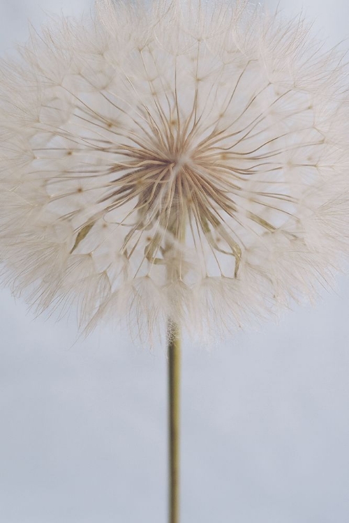 Picture of DELICATE DANDELION