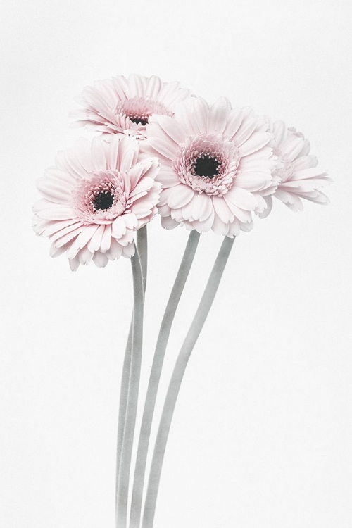 Picture of PINK FLOWERS