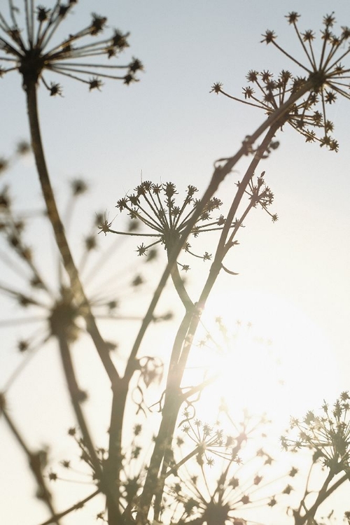 Picture of BEACH FLOWERS_001