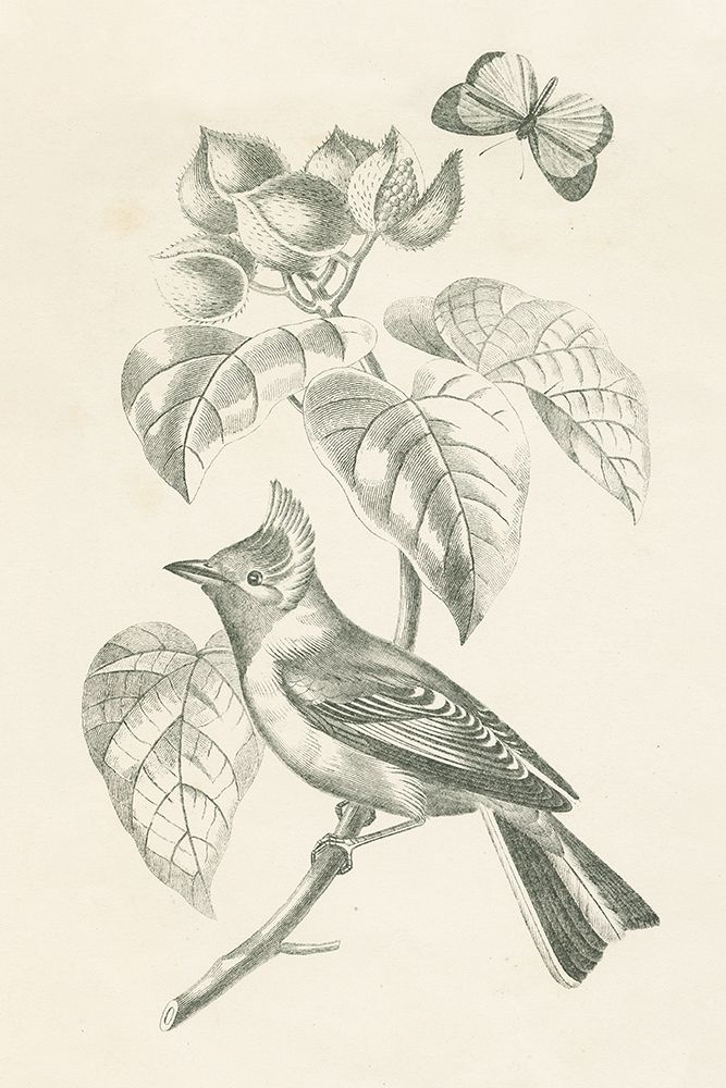 Somerset House - Images. FRENCH BIRD DRAWING