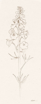 Picture of DELPHINIUM II