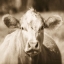 Picture of PASTURE COW SEPIA SQ