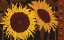 Picture of TOURNESOL I