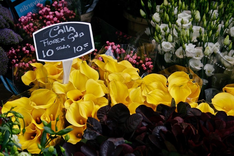 Picture of CALLAS FOR SALE