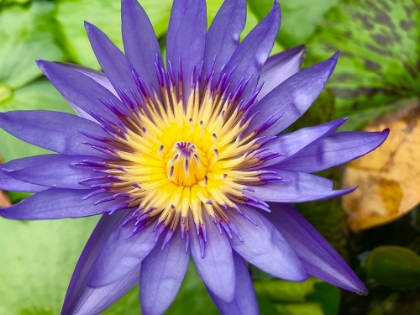 Picture of PURPLE SINGLE FLOWER