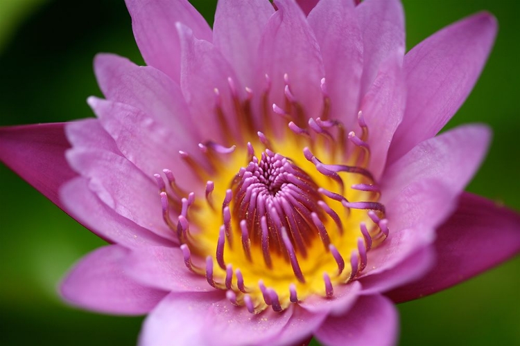 Picture of SINGLE PINK FLOWER