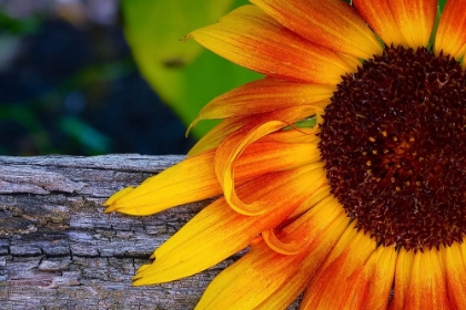 Picture of SINGLE SUNFLOWER