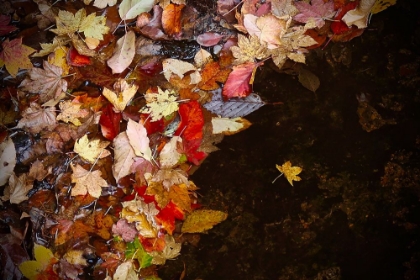 Picture of LONE LEAF