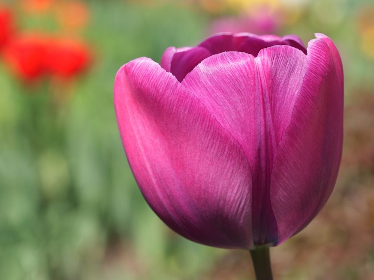 Picture of BIG PURPLE TULIP