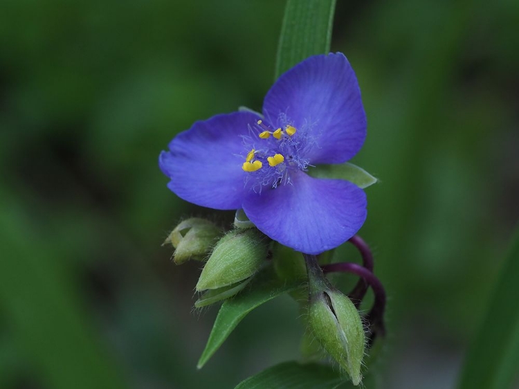 Picture of BLUE SPIDERWORT