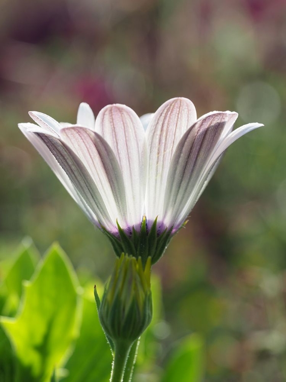 Picture of CAPE MARGUERITE