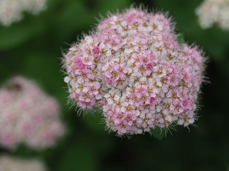 Picture of JAPANESE MEADOWSWEET