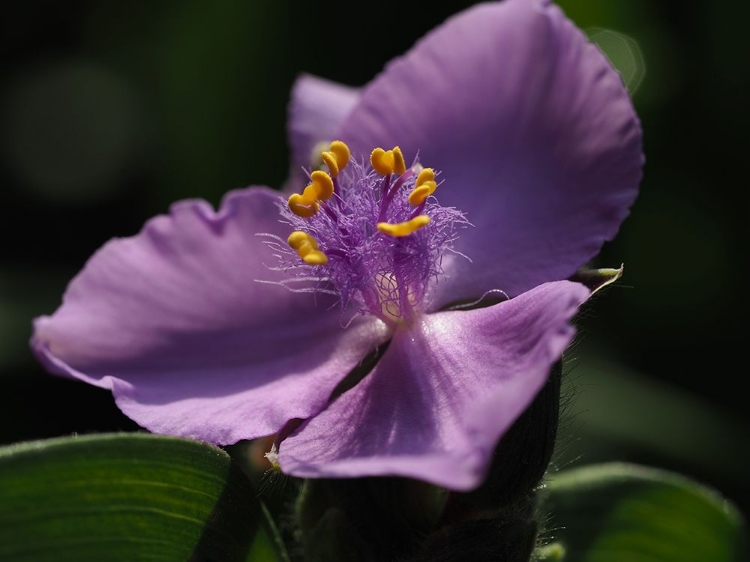 Picture of PURPLE SPIDERWORT