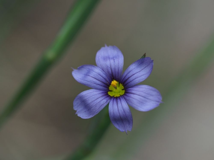 Picture of BLUE EYED GRASS